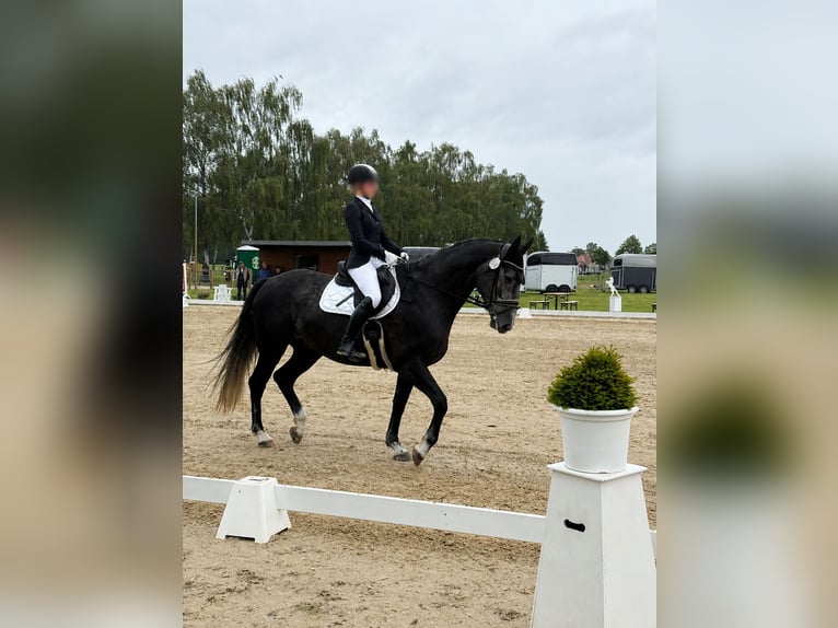 Hannover Castrone 6 Anni 165 cm Può diventare grigio in Diepenau
