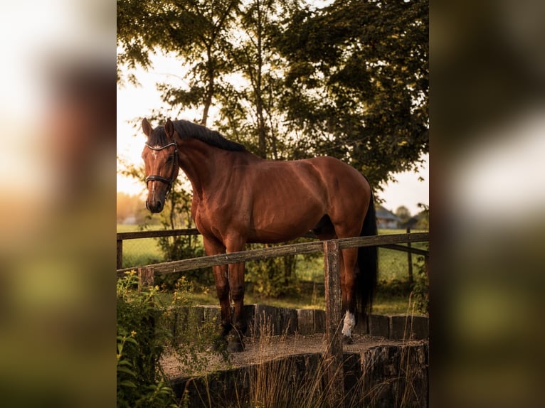 Hannover Castrone 6 Anni 166 cm Baio ciliegia in Pūstelninkai