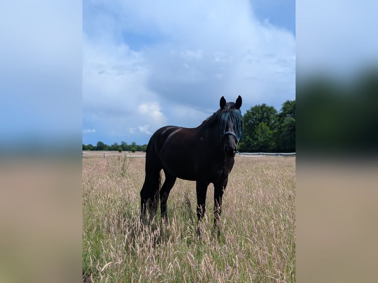 Hannover Castrone 6 Anni 166 cm Morello in Ahrensburg