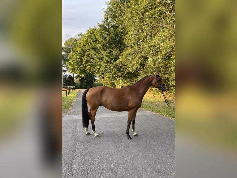 Hannover Castrone 6 Anni 167 cm Baio in Ladbergen