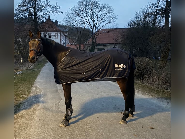 Hannover Castrone 6 Anni 167 cm Baio in Lamspringe
