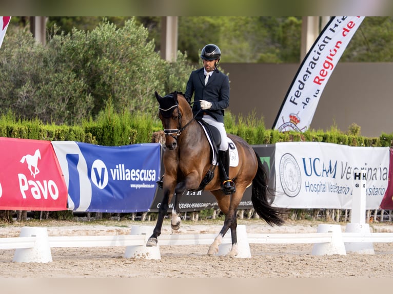 Hannover Castrone 6 Anni 167 cm Baio in Girona