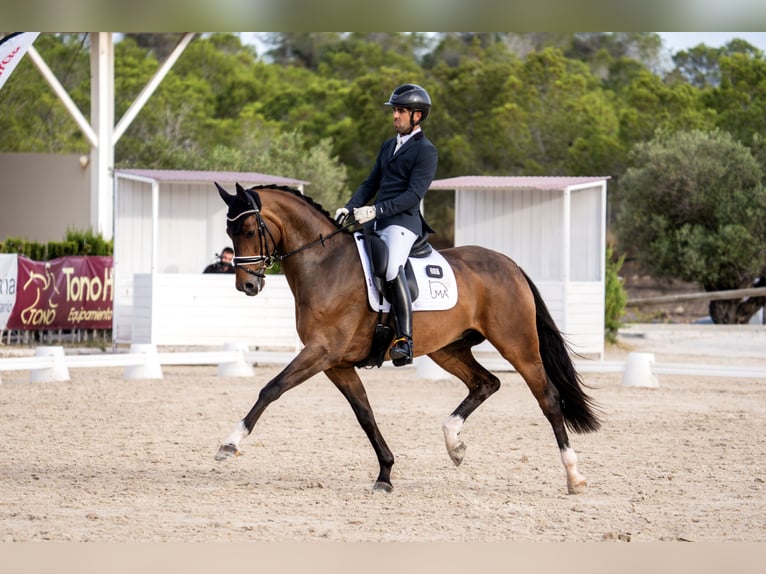 Hannover Castrone 6 Anni 167 cm Baio in Girona