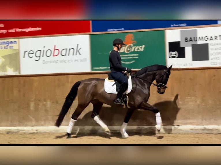 Hannover Castrone 6 Anni 167 cm Baio nero in Deitingen