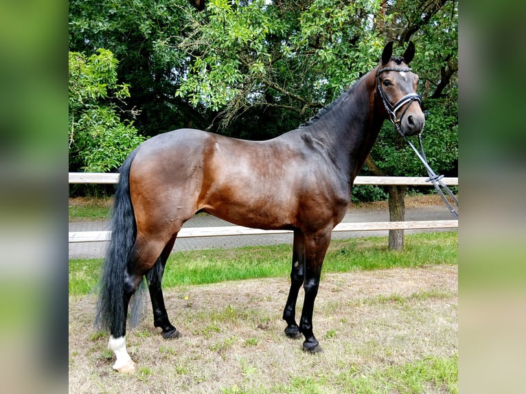 Hannover Castrone 6 Anni 167 cm Baio scuro in Barenburg