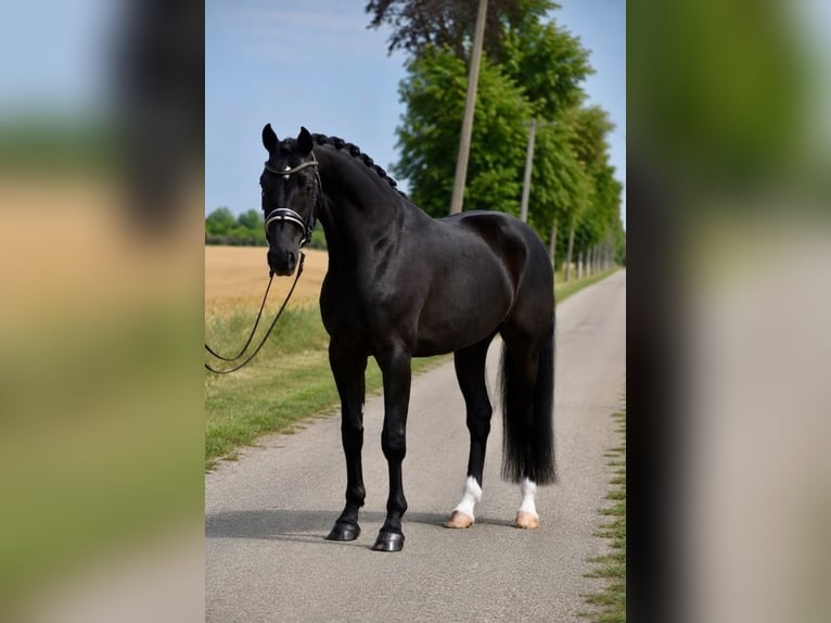 Hannover Castrone 6 Anni 167 cm Morello in Budapest