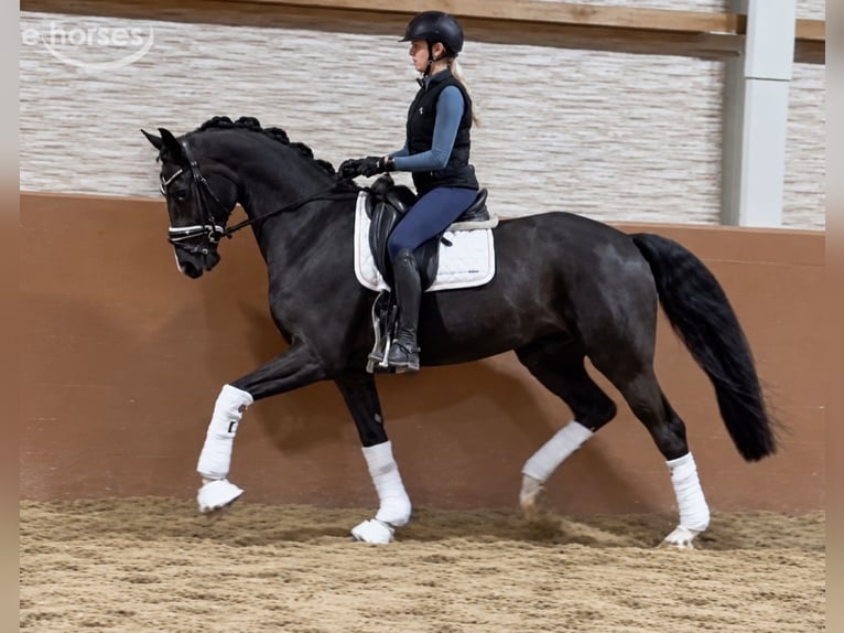 Hannover Castrone 6 Anni 167 cm Morello in Wehringen
