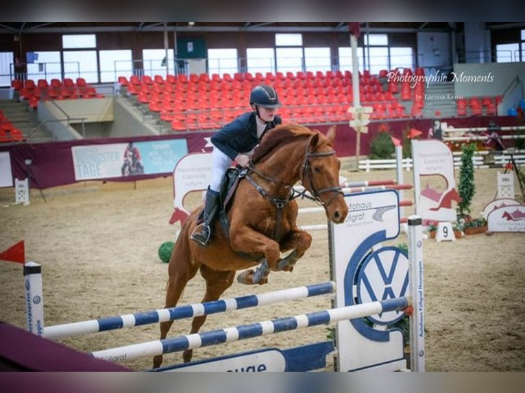 Hannover Castrone 6 Anni 167 cm Sauro in Lohmen