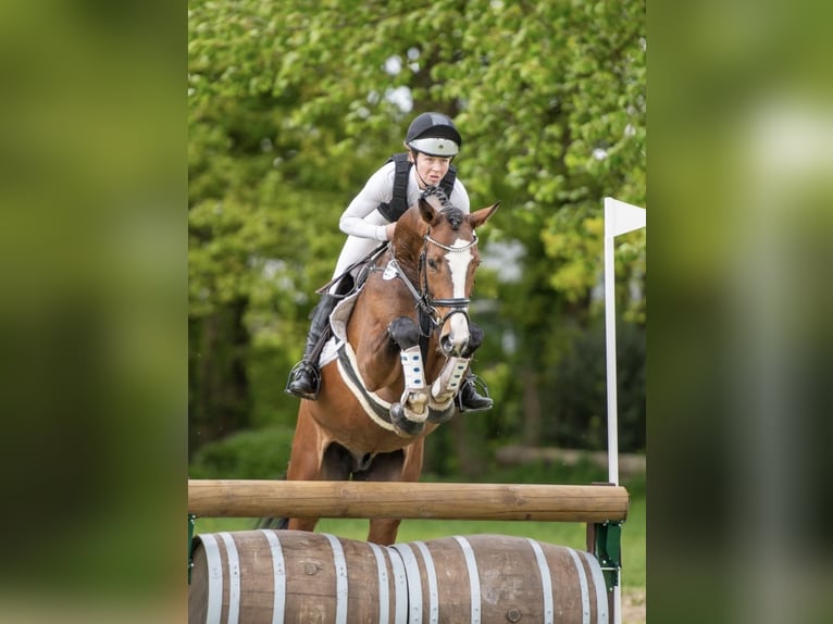 Hannover Castrone 6 Anni 168 cm Baio in Dorsten Hannover Castrone 6 Anni 168 cm Baio in Dorsten