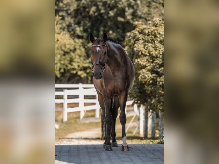 Hannover Castrone 6 Anni 168 cm Baio in Bodenkirchen