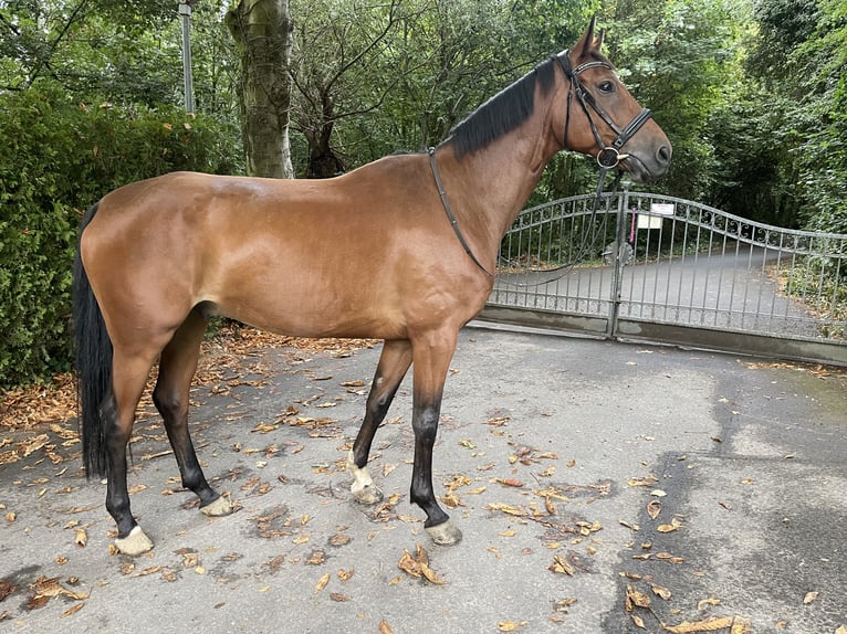 Hannover Castrone 6 Anni 168 cm Baio in Essen