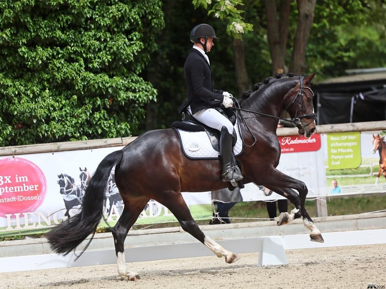 Hannover Castrone 6 Anni 168 cm Baio nero in Genshagen