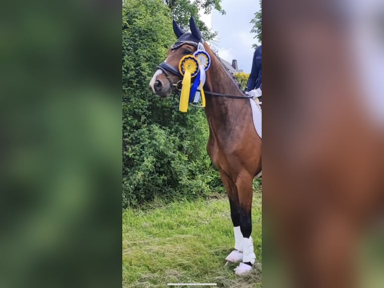 Hannover Castrone 6 Anni 168 cm Baio scuro in Havixbeck