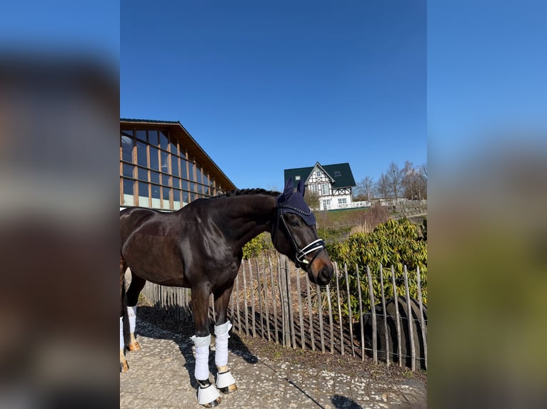 Hannover Castrone 6 Anni 168 cm Baio scuro in Haiger