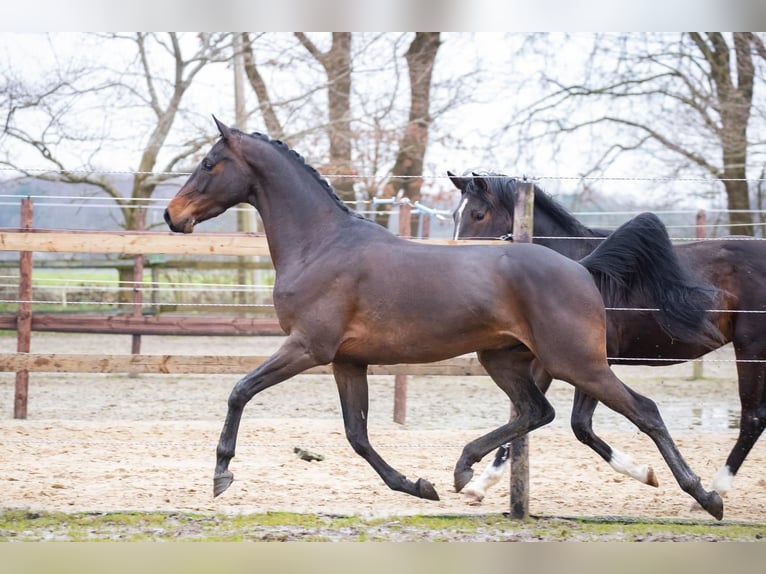 Hannover Castrone 6 Anni 168 cm Baio scuro in Syke
