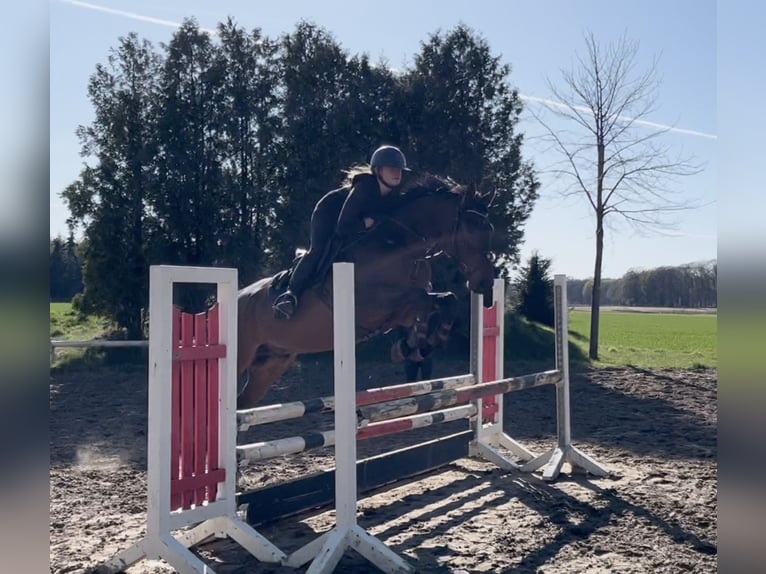 Hannover Castrone 6 Anni 168 cm Baio scuro in Warendorf