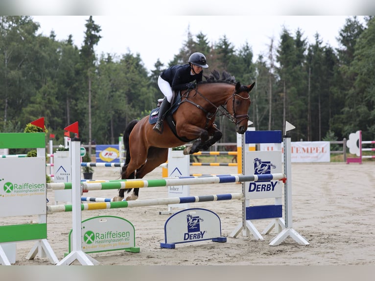 Hannover Castrone 6 Anni 168 cm Baio scuro in Wetter (Ruhr)