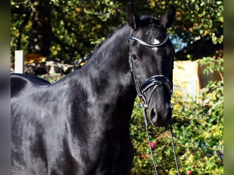 Hannover Castrone 6 Anni 168 cm Morello in Blekendorf