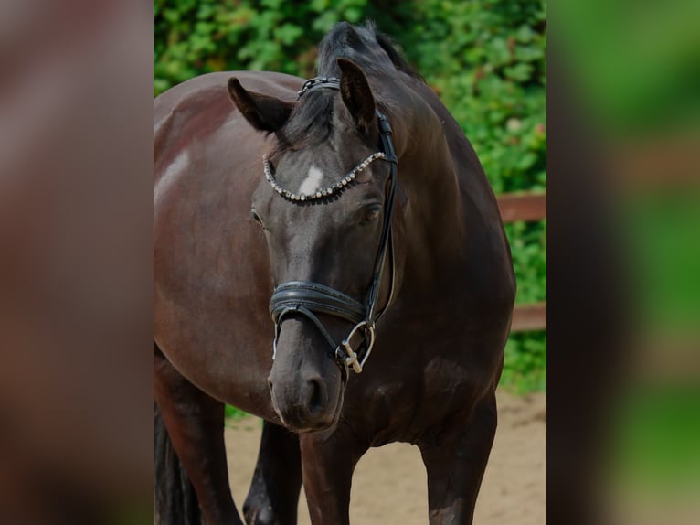 Hannover Castrone 6 Anni 168 cm Morello in Blekendorf