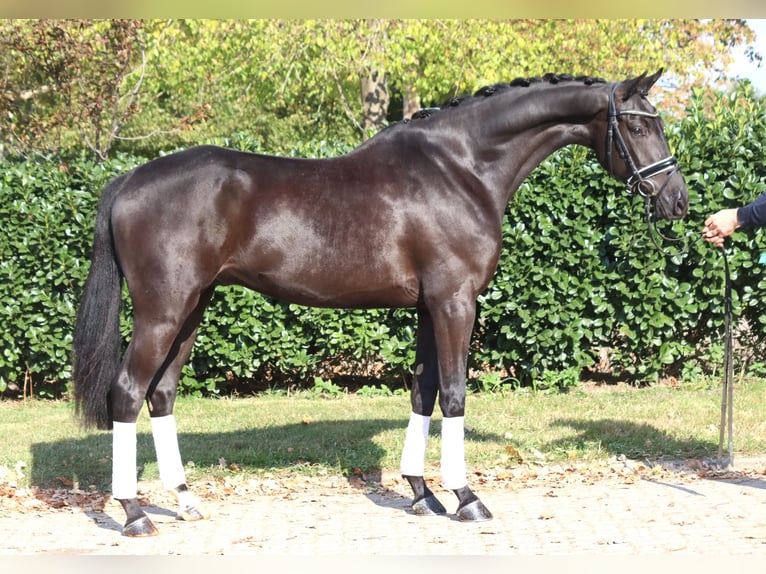 Hannover Castrone 6 Anni 168 cm Morello in Selsingen