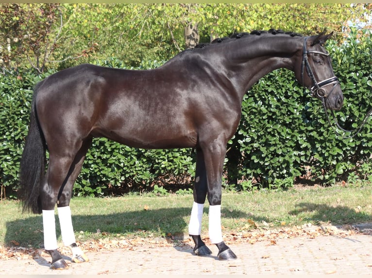 Hannover Castrone 6 Anni 168 cm Morello in Selsingen