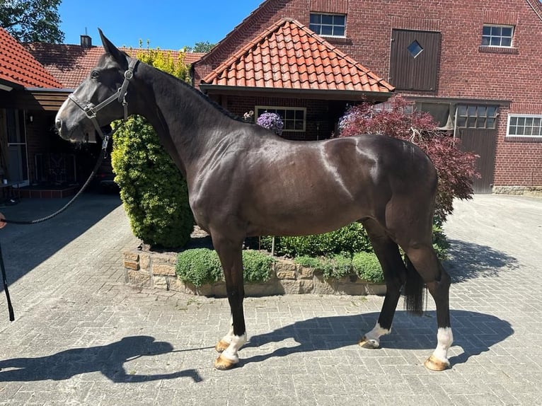 Hannover Castrone 6 Anni 168 cm Morello in Issum