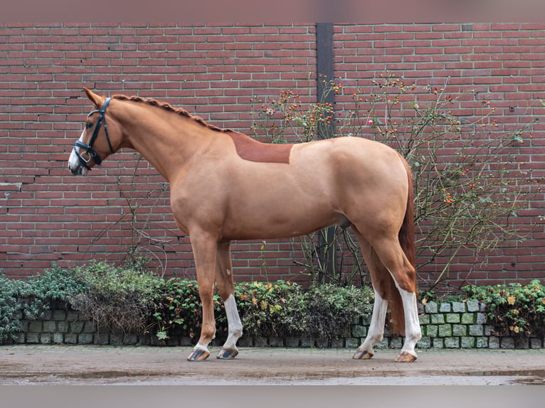 Hannover Castrone 6 Anni 168 cm Sauro in Geldern