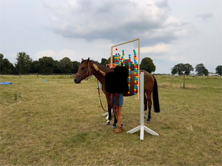 Hannover Castrone 6 Anni 169 cm Baio in Geilrath