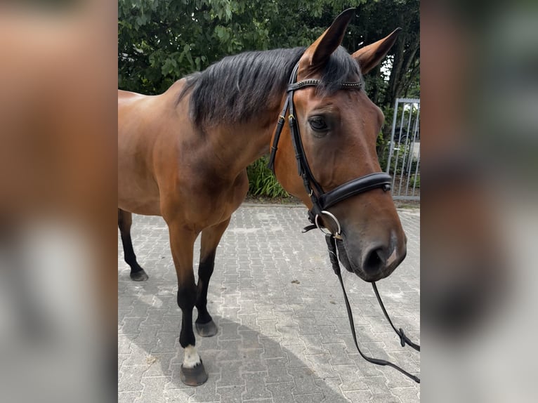 Hannover Castrone 6 Anni 169 cm Baio in Geilrath