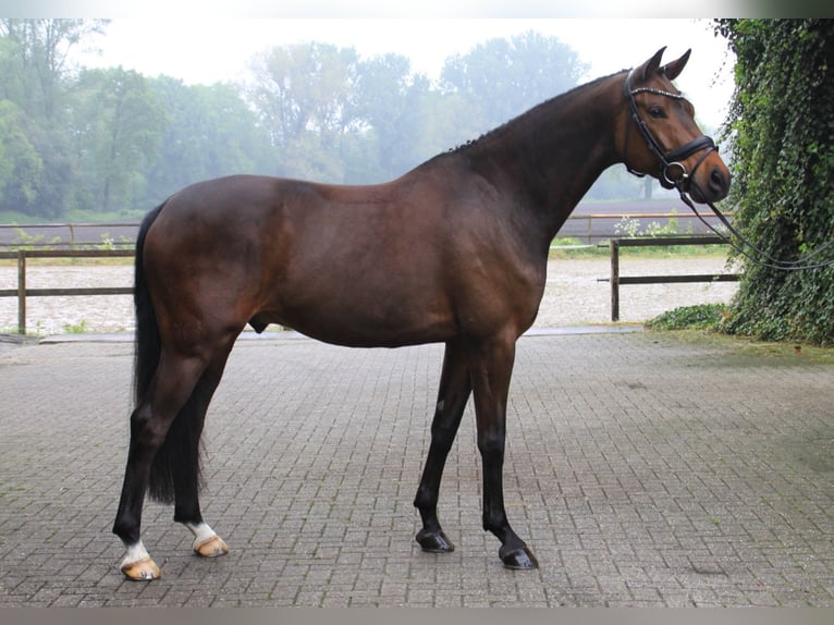 Hannover Castrone 6 Anni 169 cm Baio scuro in Gronau (Westfalen)