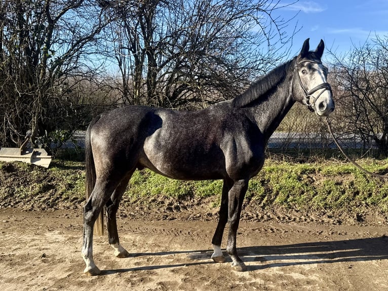 Hannover Castrone 6 Anni 169 cm Grigio in Grevenbroich