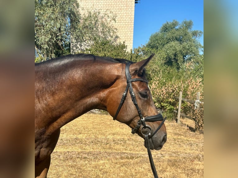 Hannover Castrone 6 Anni 169 cm Sauro scuro in Csabacs&#x171;d