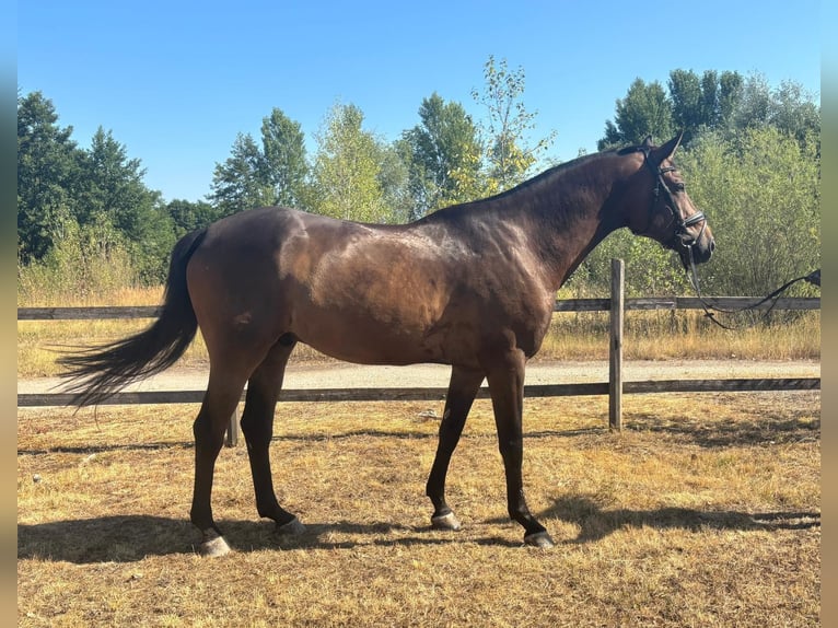 Hannover Castrone 6 Anni 169 cm Sauro scuro in Csabacs&#x171;d