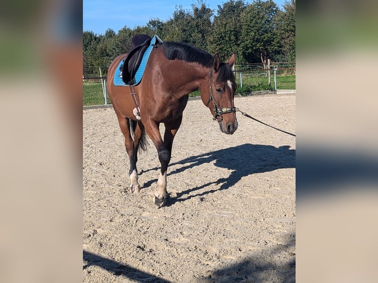 Hannover Castrone 6 Anni 170 cm Baio in Deinste Hannover Castrone 6 Anni 170 cm Baio in Deinste