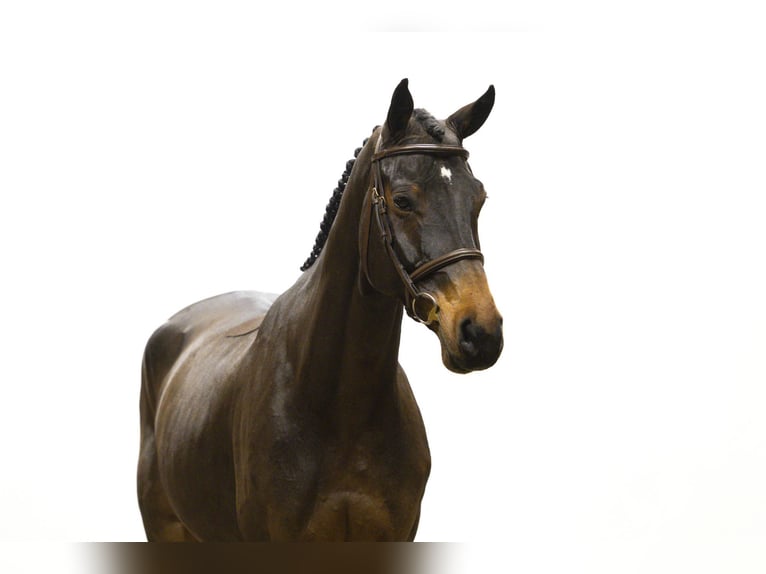 Hannover Castrone 6 Anni 170 cm Baio in Waddinxveen