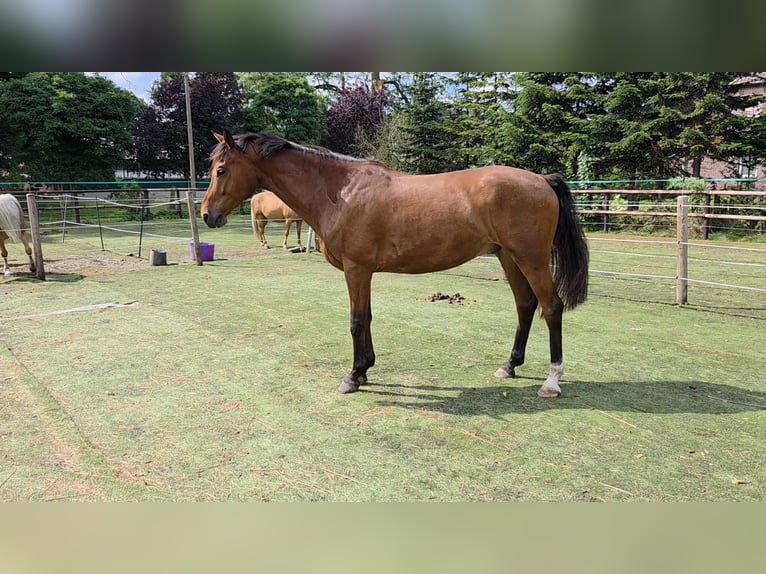 Hannover Castrone 6 Anni 170 cm Baio in Varrel