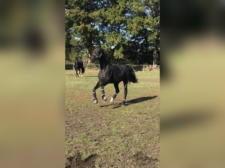 Hannover Castrone 6 Anni 170 cm Baio nero in Wentorf bei Hamburg