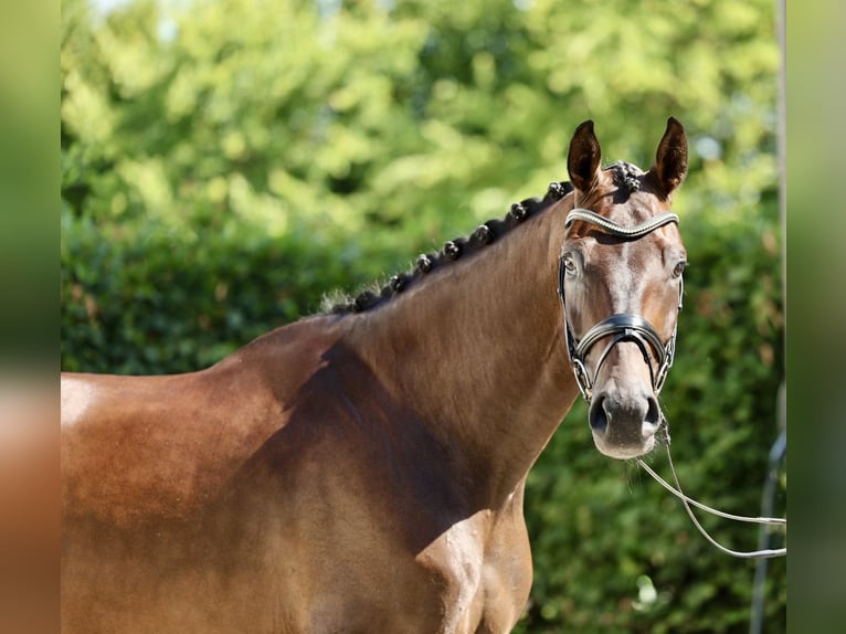 Hannover Castrone 6 Anni 170 cm Baio scuro in Haag am Hausruck