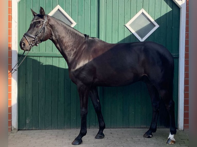 Hannover Castrone 6 Anni 170 cm Baio scuro in Bötersen