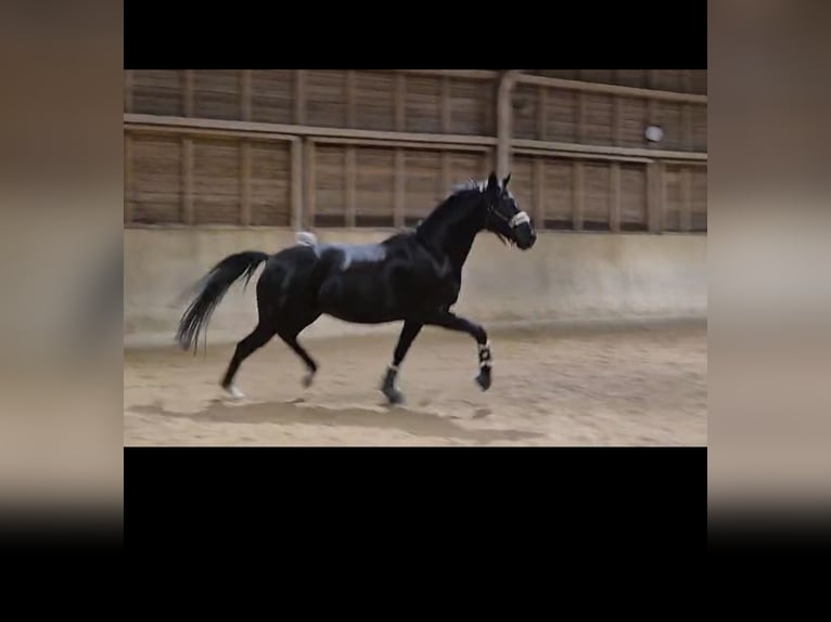 Hannover Castrone 6 Anni 170 cm Morello in Mannheim