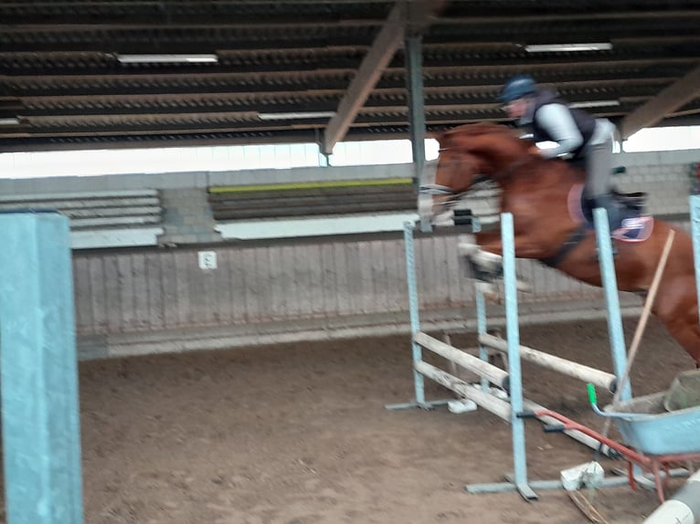 Hannover Castrone 6 Anni 170 cm Sauro in L&#xFC;dersfeld