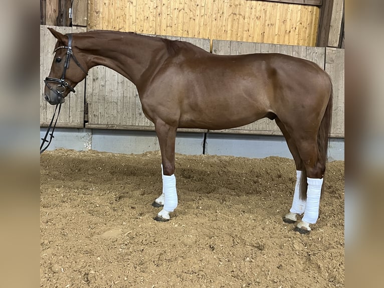 Hannover Castrone 6 Anni 170 cm Sauro in Bopfingen