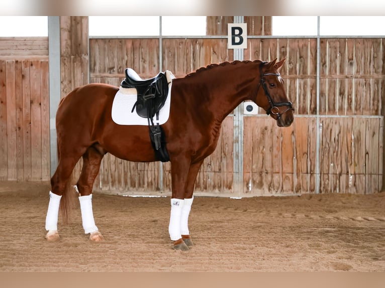 Hannover Castrone 6 Anni 170 cm Sauro in Stattegg