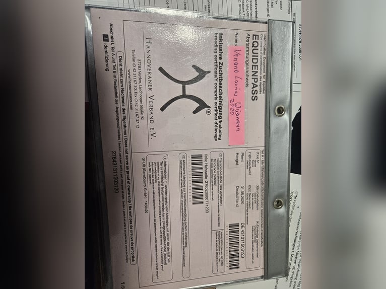 Hannover Castrone 6 Anni 170 cm Sauro in Üxheim