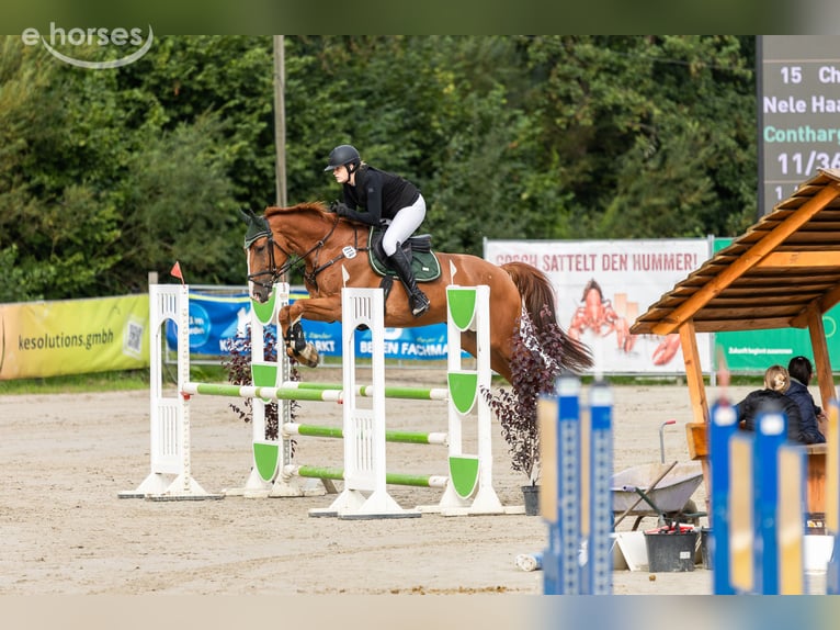 Hannover Castrone 6 Anni 170 cm Sauro in Nienburg (Weser)
