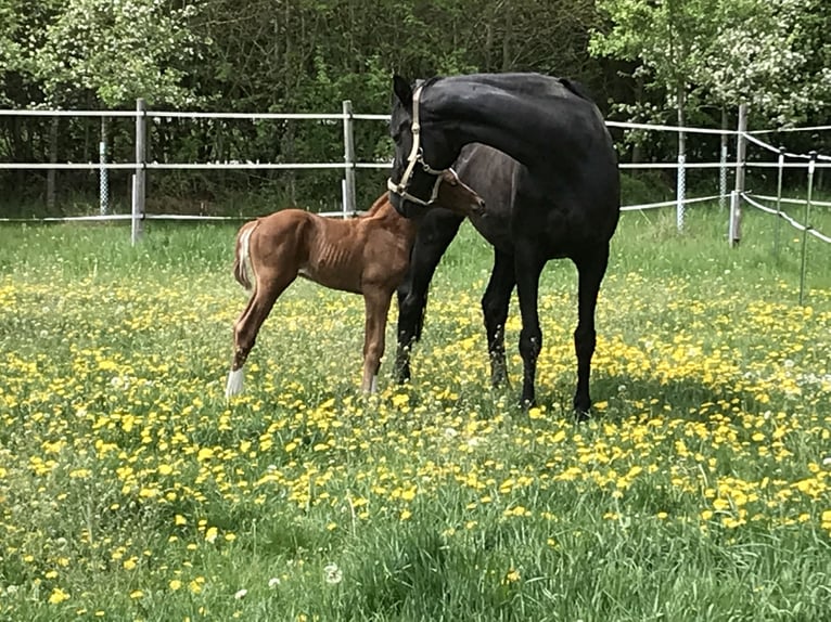 Hannover Castrone 6 Anni 170 cm Sauro scuro in Gaimersheim