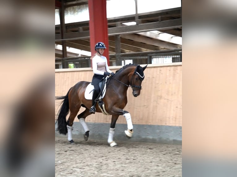 Hannover Castrone 6 Anni 171 cm Baio in Hohenfelde