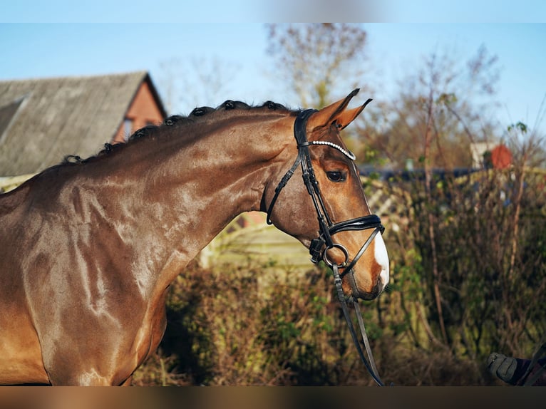 Hannover Castrone 6 Anni 171 cm Baio in Hohenfelde