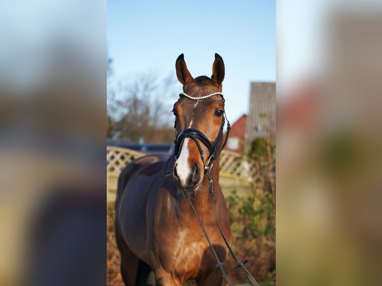 Hannover Castrone 6 Anni 171 cm Baio in Hohenfelde