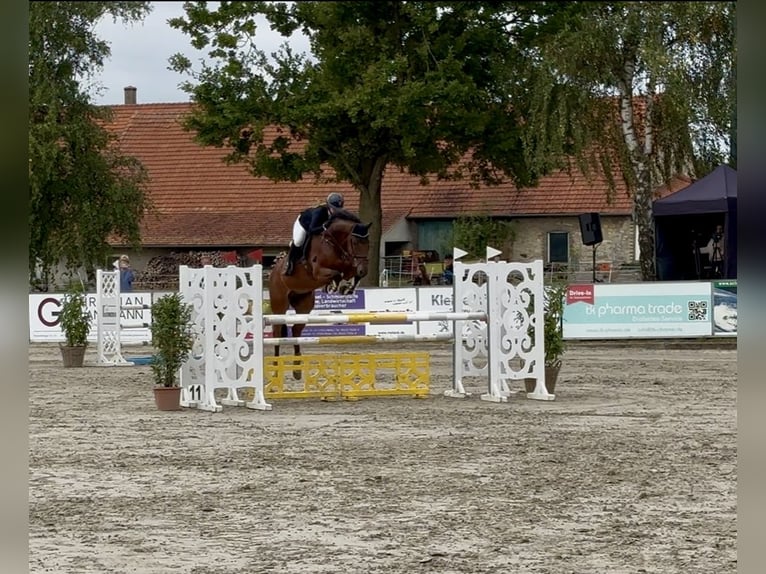 Hannover Castrone 6 Anni 171 cm Baio in Bohmte